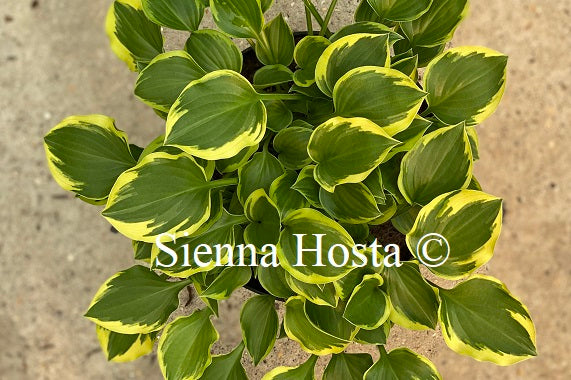 Hosta 'Lakeside Baby Face'