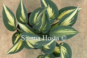 Hosta 'Ivory Queen'