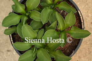 Hosta 'Green Mouse Ears'