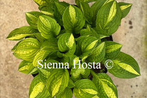 Hosta 'Peanut'