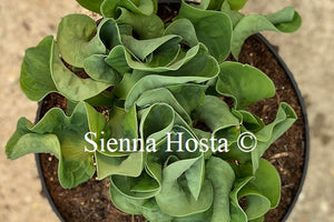 Hosta 'Church Mouse'