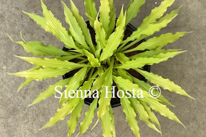 Hosta 'Wiggles and Squiggles'