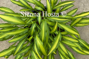 Hosta 'Sizzle'