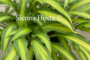 Hosta 'Sizzle'