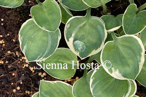 Hosta 'Country Mouse'