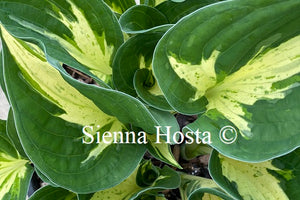 Hosta 'Revolution'