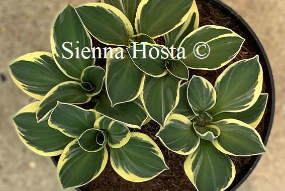 Hosta 'Funny Mouse'