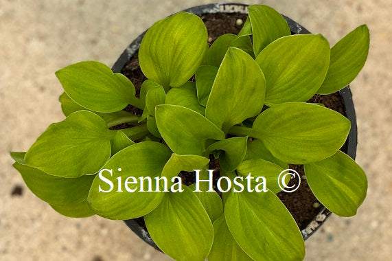 Sun Mouse Hosta 'Sun Mouse' - Sienna Hosta