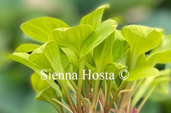 Sun Mouse Hosta 'Sun Mouse' - Sienna Hosta