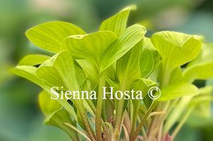 Hosta 'Sun Mouse'