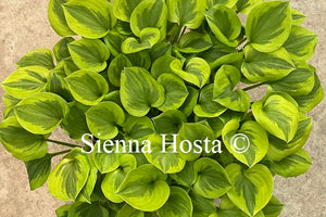 Hosta 'Grand Tiara'