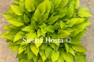 Hosta 'Gingee'