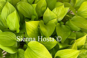 Hosta Hydon Sunset