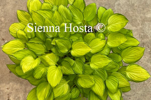 Hosta Emerald Tiara