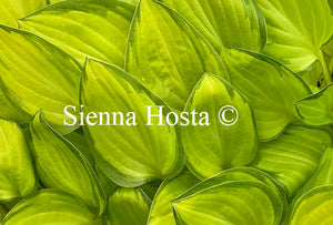 Hosta Emerald Tiara