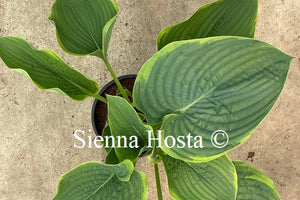 Hosta 'Wunderbar'