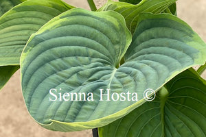 Hosta 'Wunderbar'