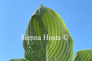 Hosta 'Wunderbar'