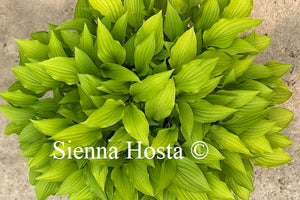 Hosta Lemon Lime