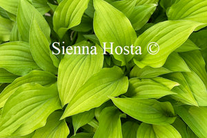 Hosta Lemon Lime