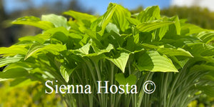 Hosta Lemon Lime