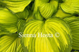 Hosta 'First Dance'