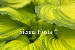 Hosta 'First Dance'