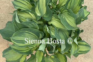 Hosta 'Guardian Angel'