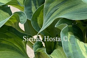 Hosta 'Guardian Angel'