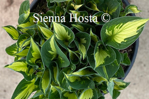 Hosta Whirlwind