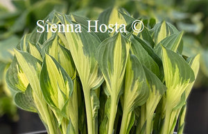 Hosta Whirlwind