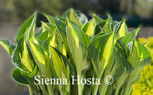 Hosta Whirlwind