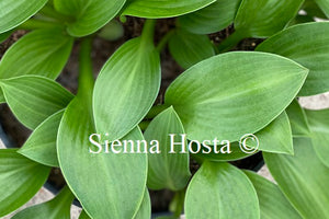 Hosta 'Small Parts'