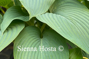 Hosta Kingsize