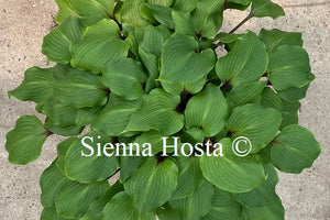 Hosta One Man's Treasure