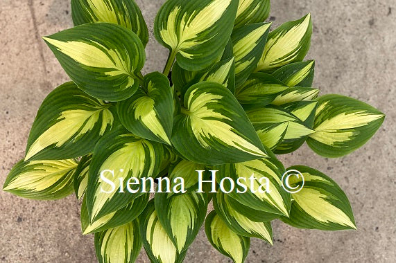 Hosta 'Sea Thunder'