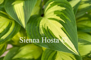 Hosta 'Sea Thunder'