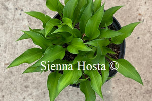 Hosta 'Harry van Trier'