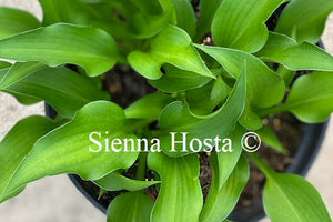 Hosta 'Harry van Trier'