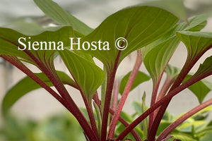 Hosta 'First Blush'