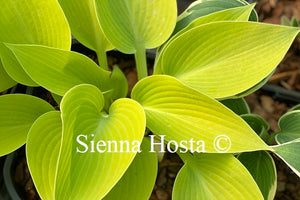 Hosta May