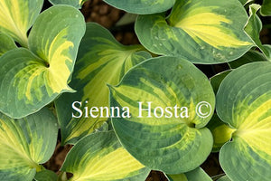 Hosta 'Dream Queen'