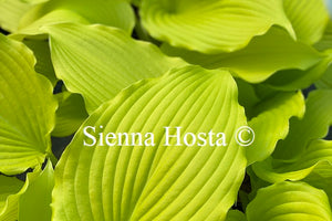 Hosta 'Dancing Queen'