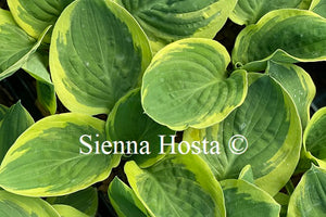 Hosta 'Carnival'