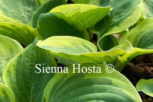 Hosta 'Carnival'