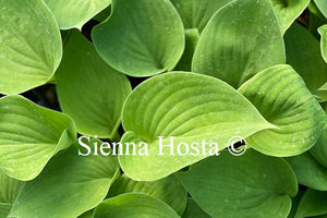 Hosta 'Candy Hearts'