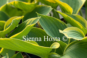 Hosta 'Clifford's Forest Fire'