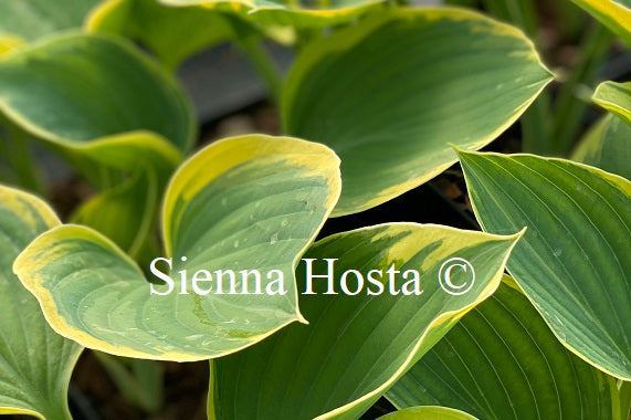 Hosta 'Clifford's Forest Fire'