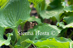 Hosta 'Candy Dish'