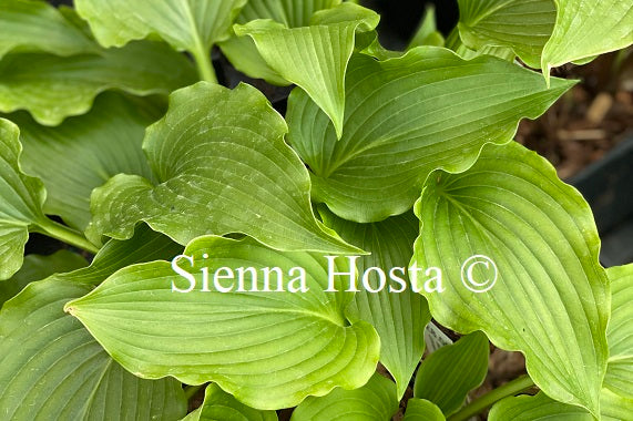 Hosta 'Celtic Dancer'